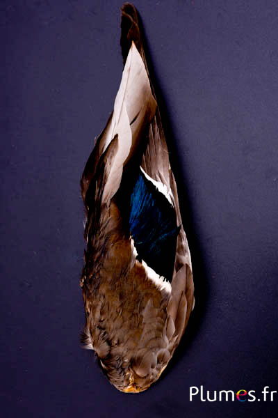 Aile canard - 7 x 26-28 cm - naturel